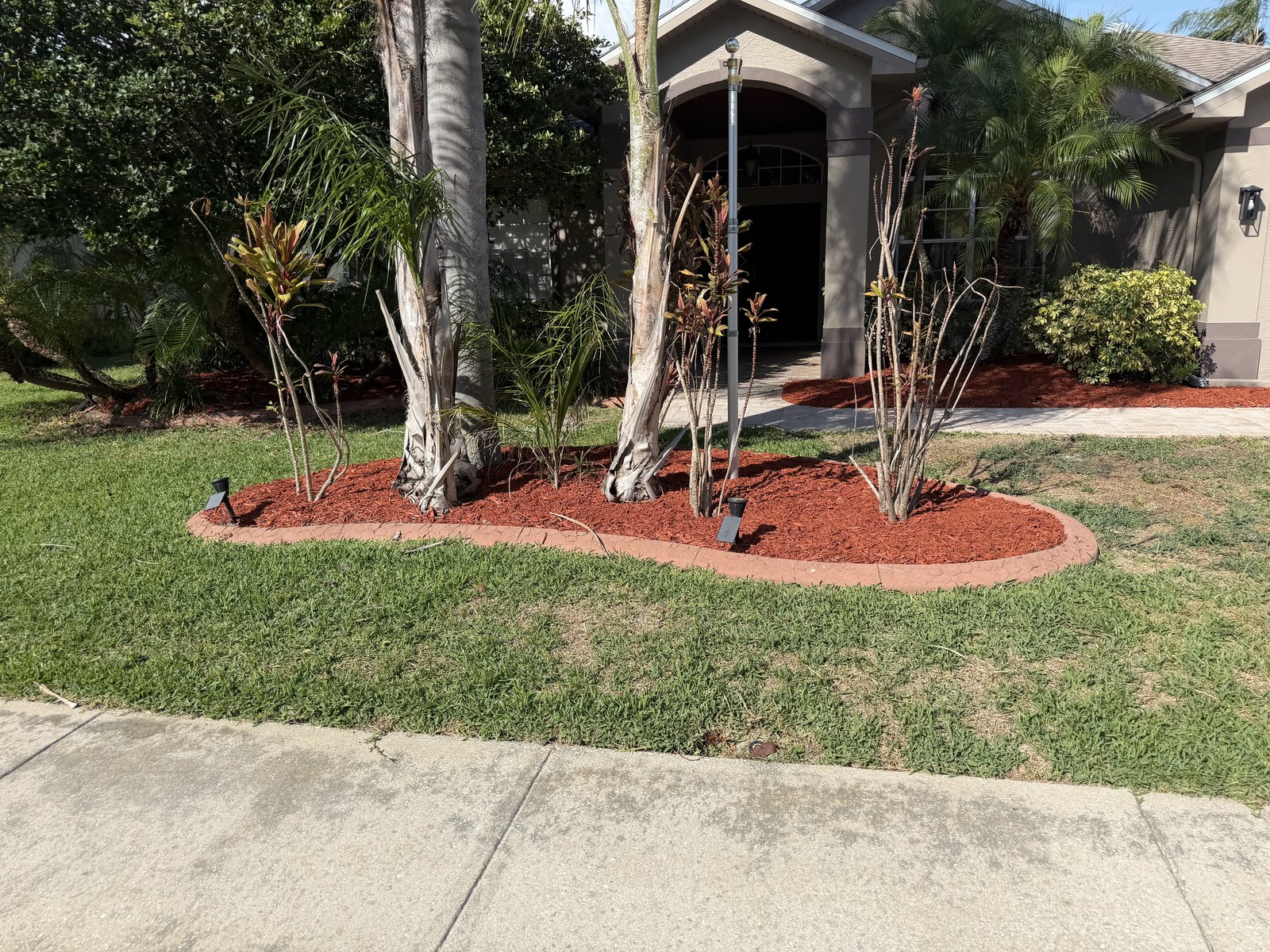 Fresh red mulch bed with curved edging and palms, front-yard landscape design in New Port Richey