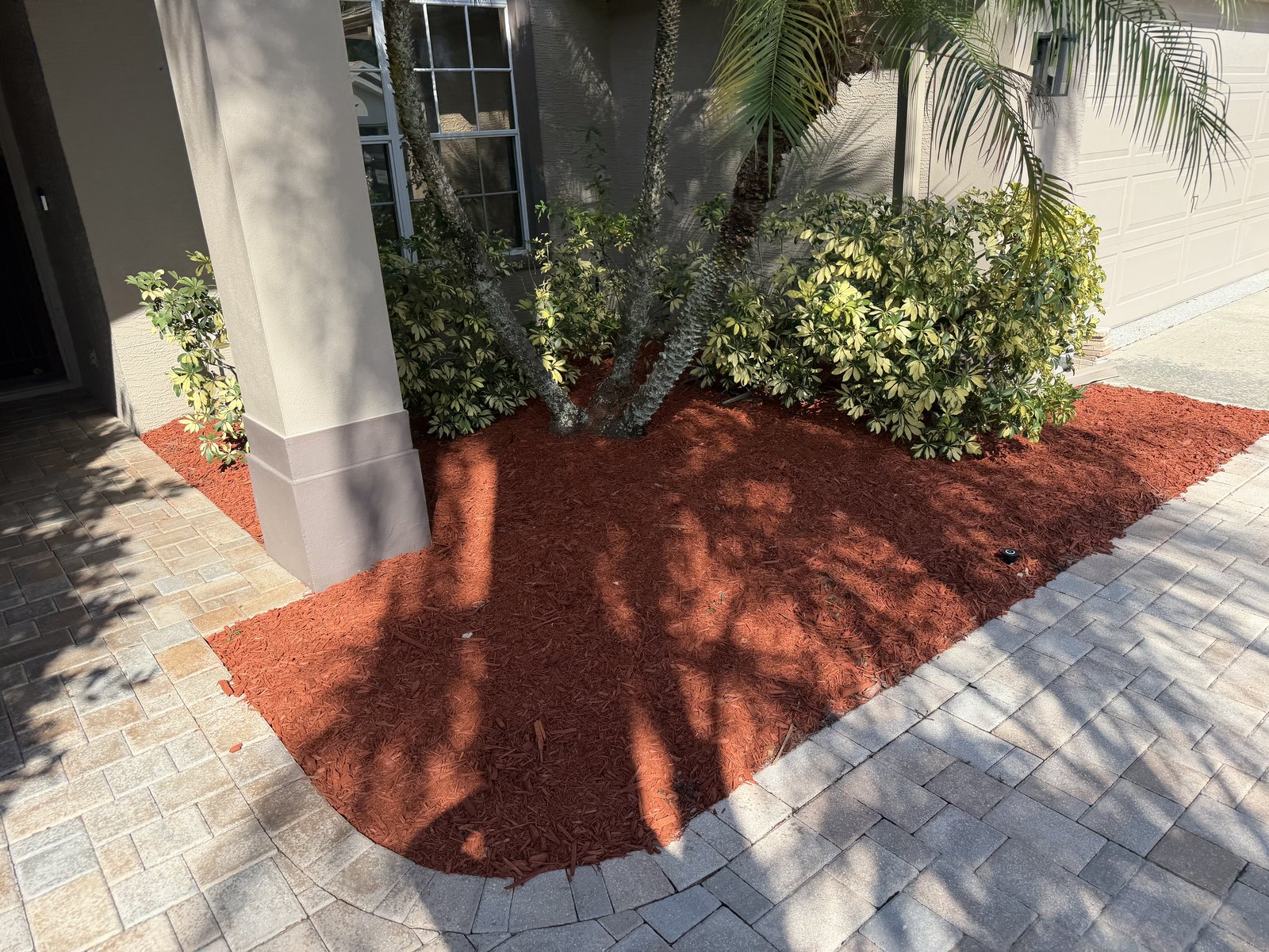 Red mulch bed wrapping a paver walkway with tropical shrubs in New Port Richey