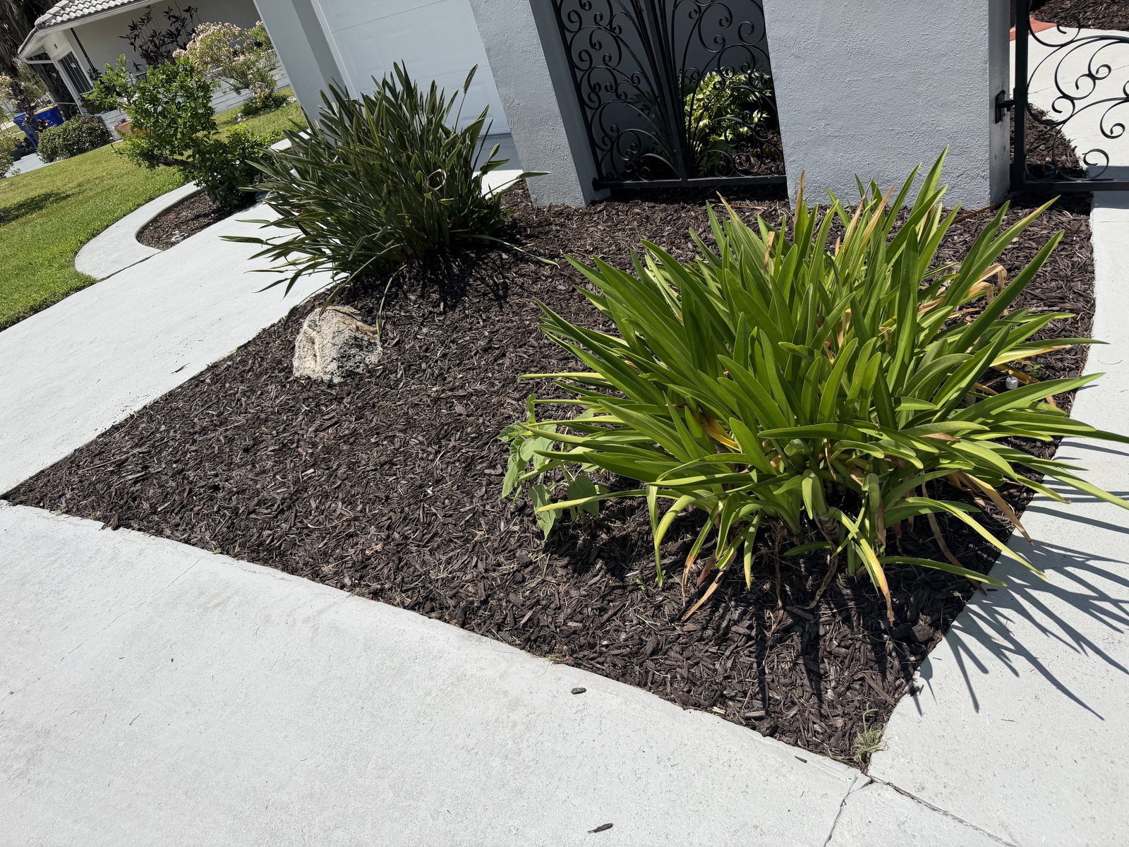 Dark mulch bed with agapanthus, ornamental grasses and feature rock along a walkway in New Port Richey